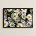 Papatya Temalı UV Baskılı Dekoratif Sanat Tablosu