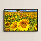 Ayçiçeği Tarlası Manzara Fotoğrafı Pleksi Tablo