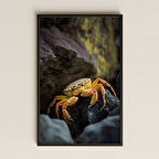 Kaya Üstünde Sarı Yengeç Temalı Realistik Pleksi Tablo