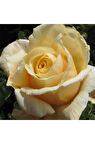 Krem Gül Fidanı 10-20 cm