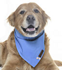 Köpek Bandana / Seer