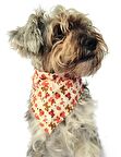 Köpek Bandana / Olenka