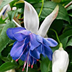 Koleksiyonluk Sınırlı Stok Katmerli Blue Angel Küpe Çiçeği Fidesi (1 adet)