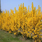 Forsythia × İntermedia Soğuklara Dayanıklı Sarı Çiçek Açan Altın Çanı  Fidanı (70-120 CM )
