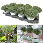 Nadir Faustini  Dik Güçlü Gelişen Kekik Fidesi (1 adet)