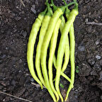 Geleneksel Yalova Çorbacı Lezzetli Sarı Sivri Tatlı Biber Tohumu (50 tohum)