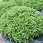 Ata Tohumları Sivrisinek Kovucu Saksılık İnce Yaprak Fesleğen Tohumu (100 tohum)