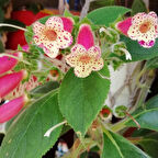 Koleksiyonluk Yf's Lysia Kohleria Japon Küpelisi Çiçeği Fidesi (Mini Potta)