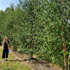 Tüplü Soğuklara Dayanıklı Şifalı Betula Pubescens Betula Alba Huş Ağacı Fidanı