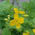 Ata Tohumları Geleneksel Kırlangıç Otu Tohumu (10 tohum)