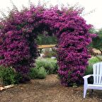 Tüplü Mor Begonvil Fidanı (10-20 cm) Mini Saksıda Bol Köklü