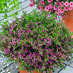 Soğuklara Dayanıklı Sarkan Sepetler İçin Multi Çiçekli Myrto Pink Küfeya Çiçeği Fidesi (1 adet)