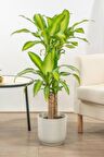 Dracaena Fragrans Massengena - Massengena İki Gövdeli Canlı Salon Bitkisi 120 - 130 cm