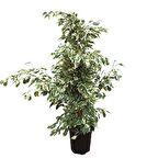 Ficus Benjamin Starlight 110 CM