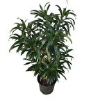 Dracaena Reflexa 'Song of Jamaica'