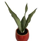 DEKORATİF TOPRAK SAKSIDA SANSEVİERİA MOONLİGHT ( SANSEVERYA ) 35cm