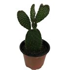 İncir Kaktüs (Opuntia Ovata)