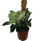 Philodendron Birkin 'White Wave' Kolleksiyonluk Çok Köklü