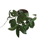 Hoya Minibelle Mum Çiçeği 70-90 cm