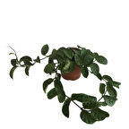 Hoya Compacta '' Hindu Rope'' Mum Çiçeği 80-90 cm