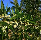 3 yaş tüplü badem fidanı ferragnes