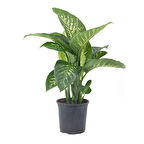 Ağlayan Çiçek Difenbahya Tropic Snow Bitkisi Dieffenbachia Bitkisi Ev Bitkisi Ofis Bitkisi