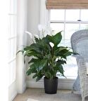 Barış Çiçeği Spatifilyum Spathiphyllum 60 cm