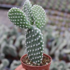 Tavşan Kaktüs/Beyaz Dikenli , 5.5 Cm Saksıda 