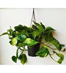 Pothos Sarmaşığı Çiçeği Askılı Saksıda Epipremnum Aureum Bitkisi Potos İç Mekan