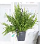 Eğrelti Otu Bitkisi Aşk Merdiveni Masa Üstü Çiçeği Askılı Bitki