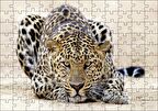 Cakapuzzle Kumların Üzerinde Pusudaki Leopar Puzzle Yapboz MDF Ahşap