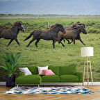 Kırsal ve At Manzaralı Duvar Kağıdı