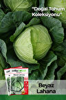250 Adet Beyaz Lahana Tohumu (Yalova)
