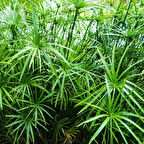 Saksılı Japon Şemsiye fidanı (Sciadopitys verticillata) - Bahçenize Estetik ve Egzotik Katkı"2 yaş