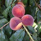 7 yaş saksılı şeftali ağacı cresthaven