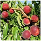 4 yaş saksılı bodur şeftali fidanı glohaven