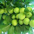 7 yaş saksılı erik ağacı kepap