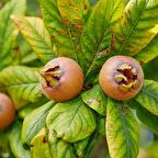 4 yaş saksılı bodur muşmula fidanı istanbul