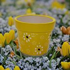 Porsellena Dekoratif Mini Seramik Skulent Saksı 3 Parça 7cm - Sarı