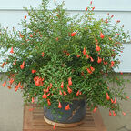 Bodur Süs Narı - Punica Granatum "Nana" 2 Adet