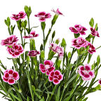 Çin Karanfili – Dianthus sinensis – Pembe 5 Adet