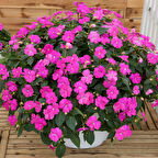 Cam Güzeli Çiçeği -İmpatiens walleriana - Pembe  5 Adet