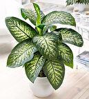 Difenbahya - Tropik 60-80 cm 2 Adet