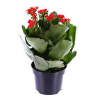 Kalanşo Çiçeği – Kalanchoe 3 Adet Kırmızı