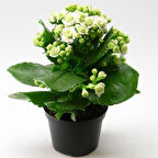 Kalanşo Çiçeği – Kalanchoe 3 Ader Beyaz