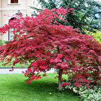Kırmızı Yapraklı Japon Akçaağaç Acer Palmatum Atropurpureum 2 Adet