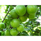 Papaz Erik Fidanı 3 Yaş Tüplü ve Aşılı 10 Adet