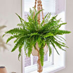 Aşk Merdiveni( Fujer) 2 Adet