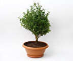 Bonsai Şimşir Fidanı Buxus Sempervirens Rotundifolia