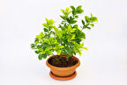 Bonsai Euonymus Microphyllus Aurea 3 Adet